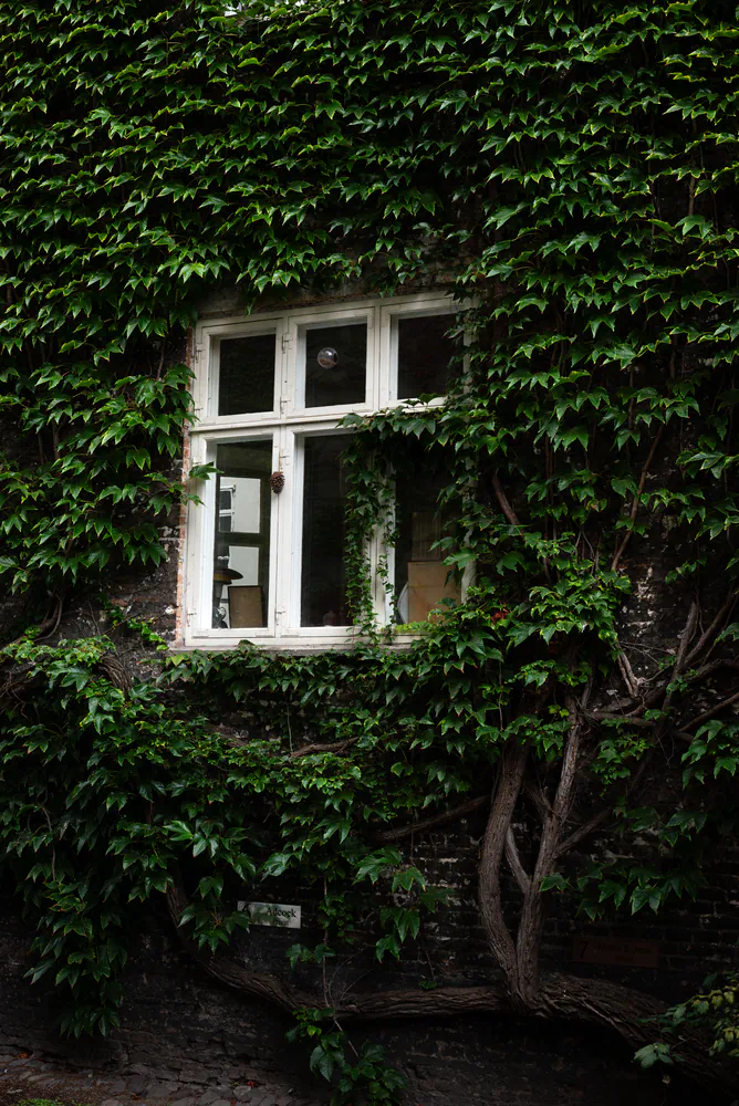 vines and a window